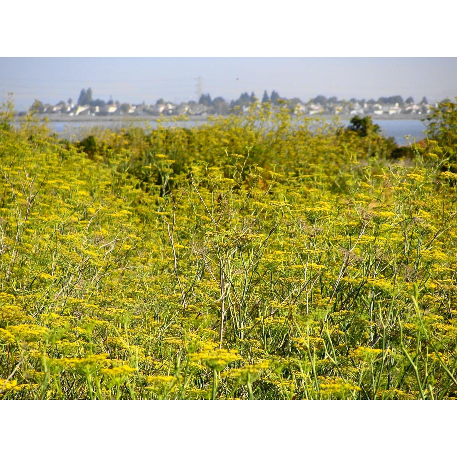 Polen de Hinojo Orgánico Pollen Ranch 14.17 g - Sabor Natural