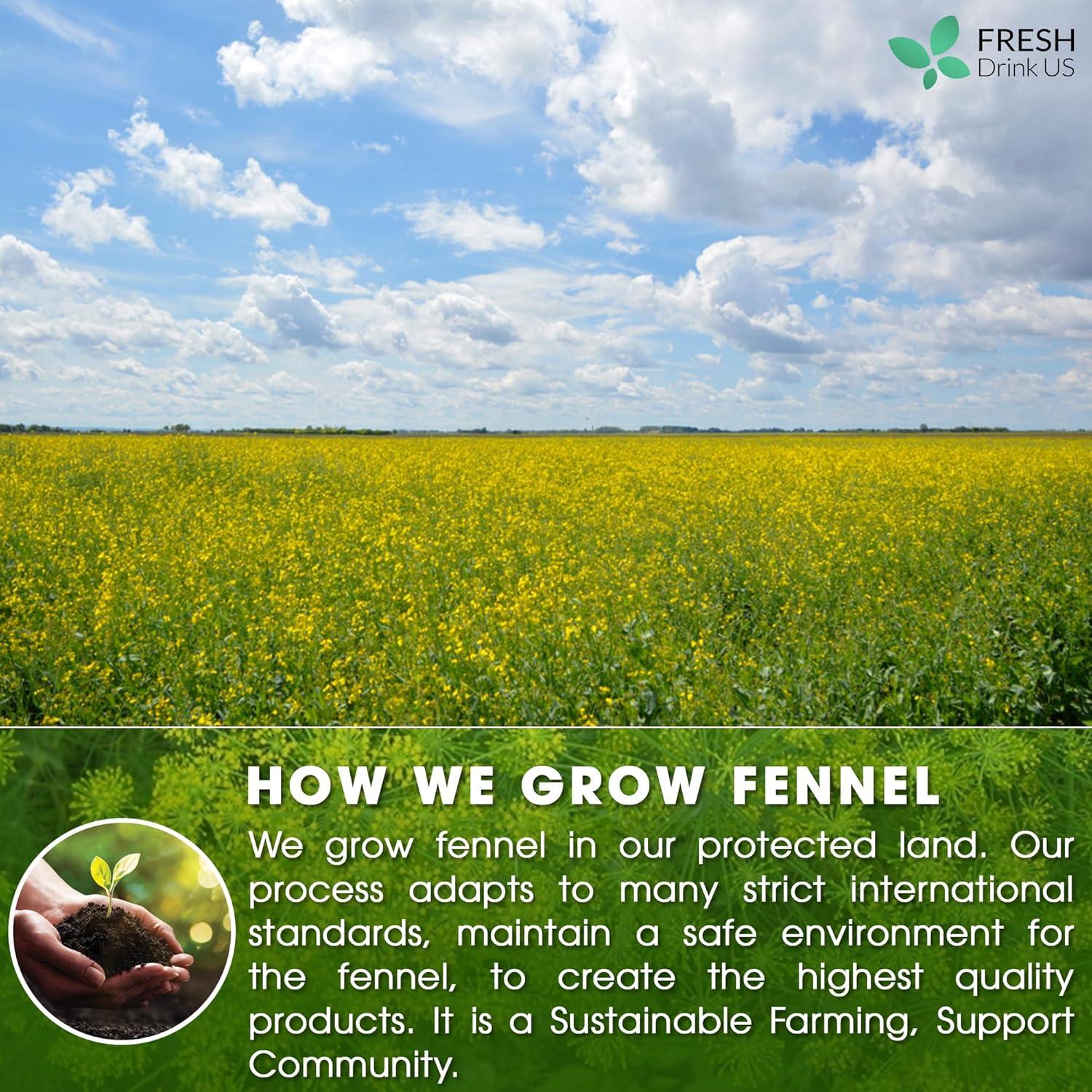 Té de Hinojo FreshDrinkUS 55 Bolsitas 100% Natural Sin Cafeína