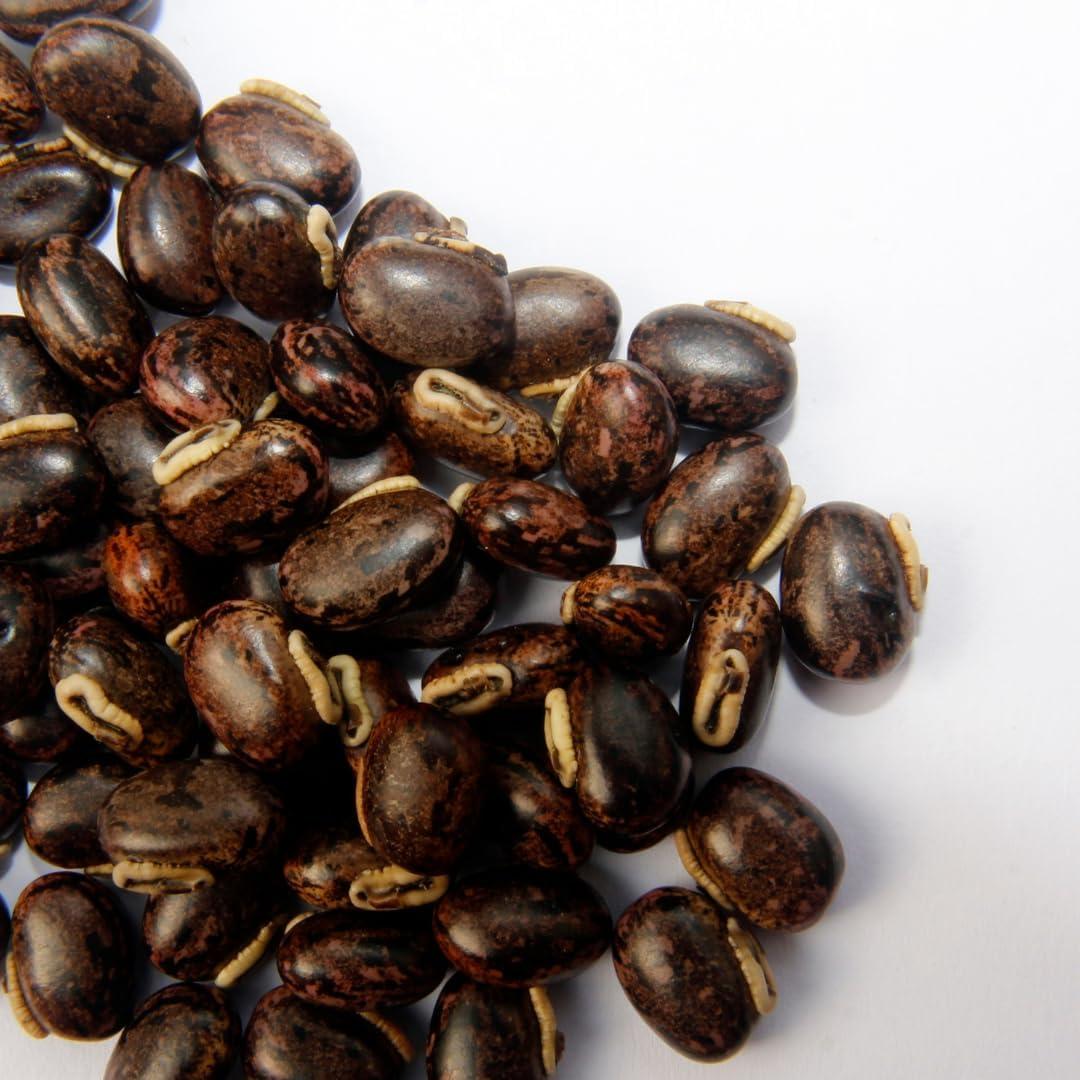 Mucuna Pruriens 907g - Ingredientes Originales Puros, Sin Gluten