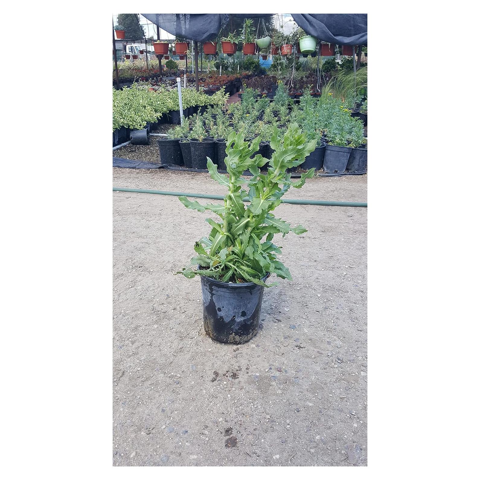 Planta de Arnica Viva en Maceta - Green Bear