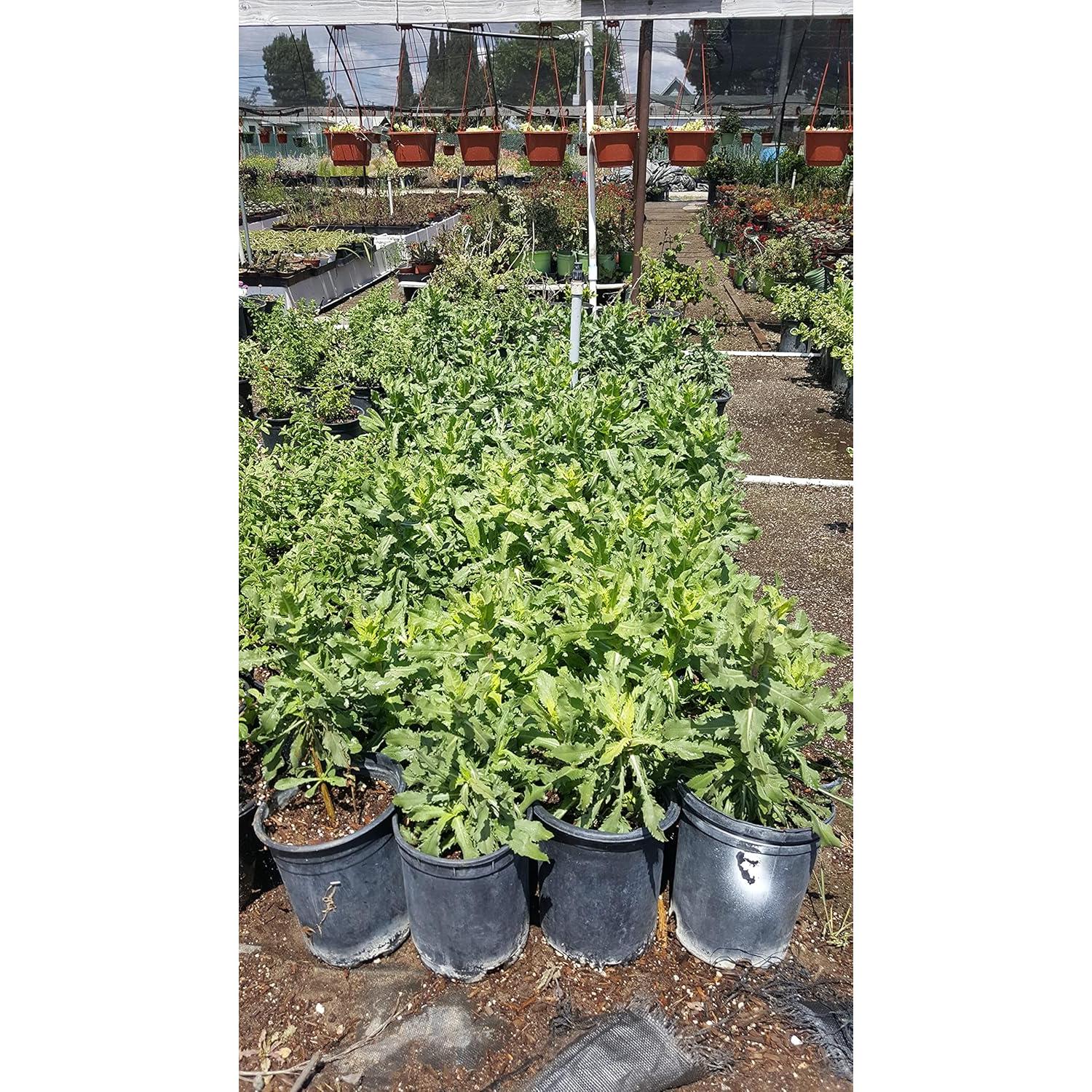 Planta de Arnica Viva en Maceta - Green Bear