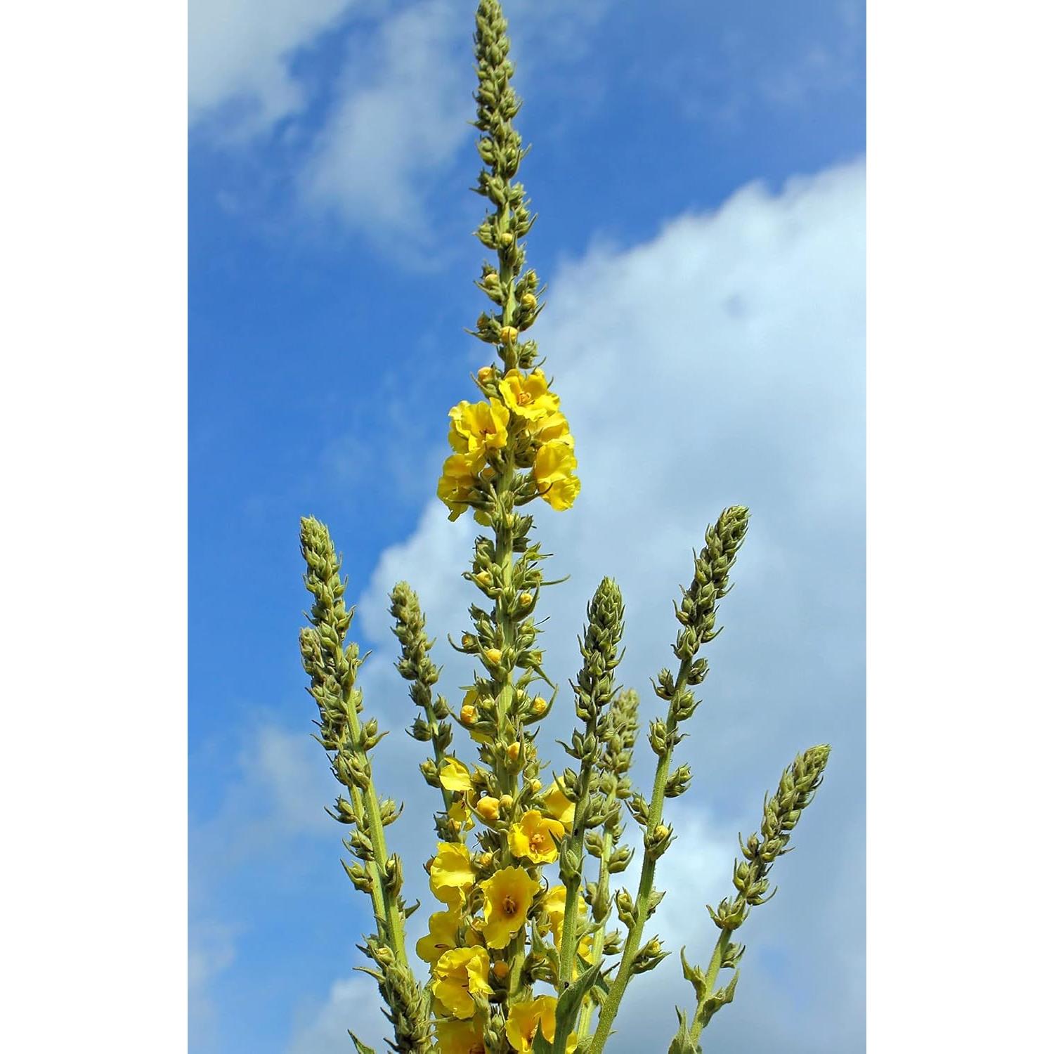 Té de Hoja de Mullein 100% Natural Verbascum Thapsus 30g