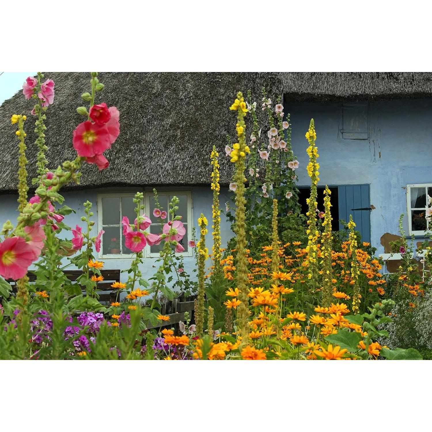 Té de Hoja de Mullein 100% Natural Verbascum Thapsus 30g