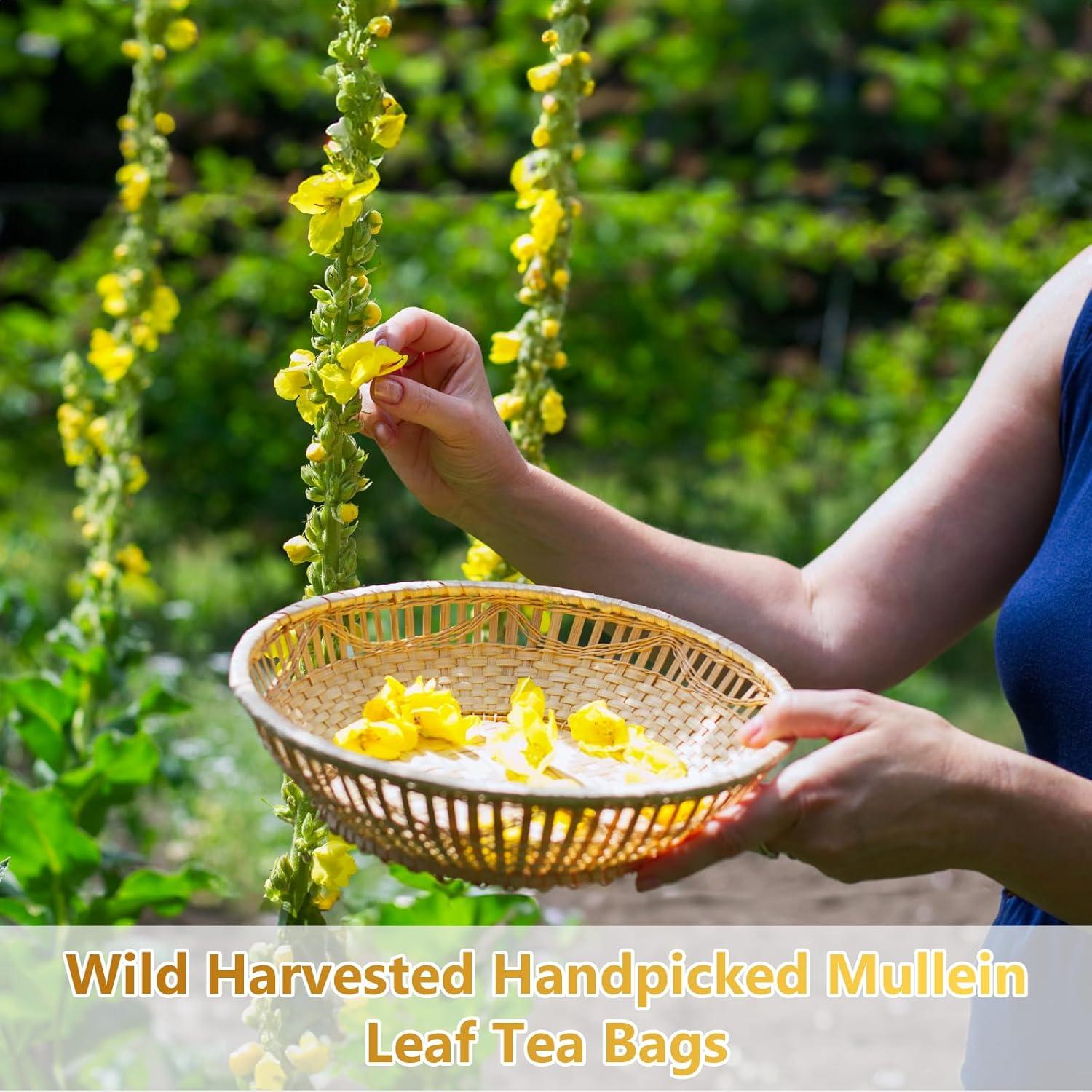 50 Bolsitas de Té de Hoja de Mullein Orgánico - Detox Pulmones