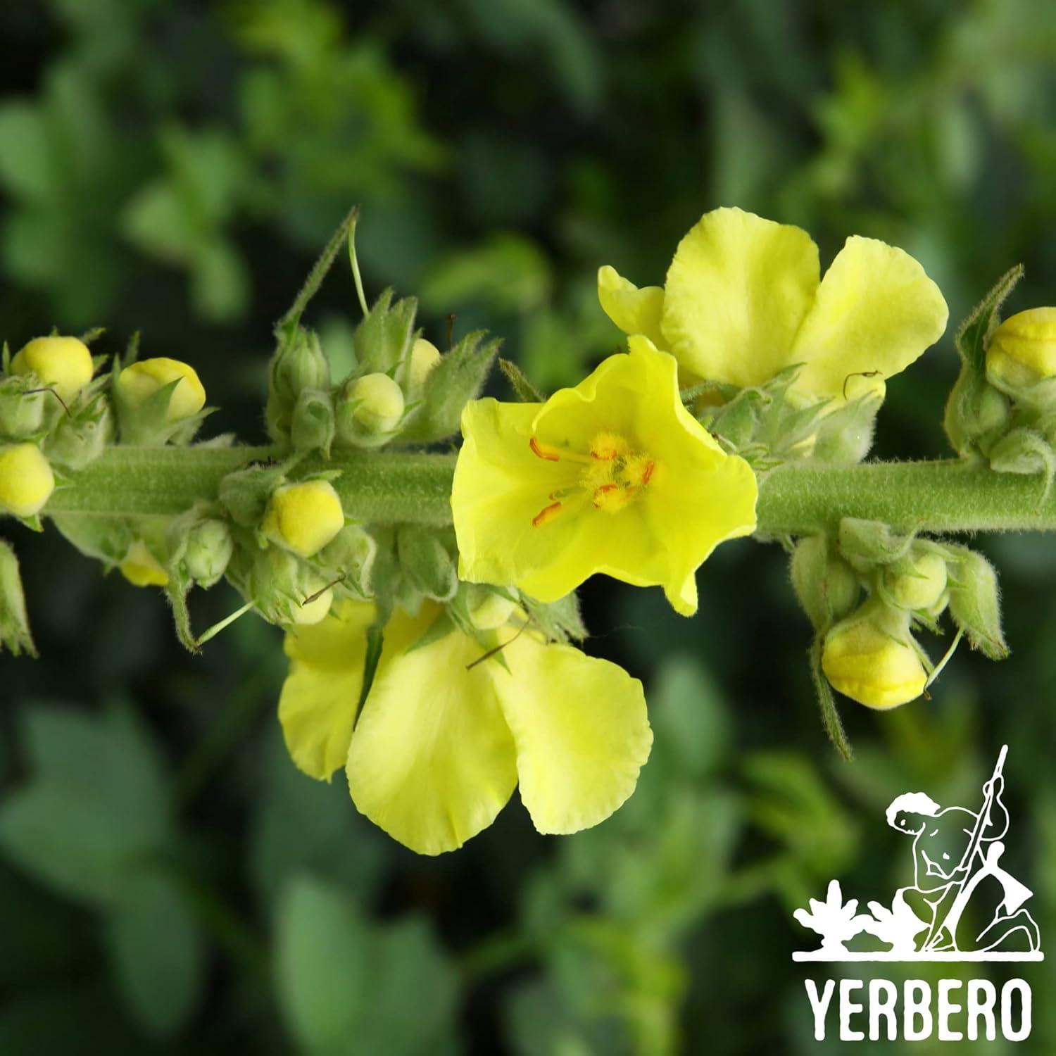 Yerbero Gordolobo en Polvo Premium 142g - Sin Aditivos