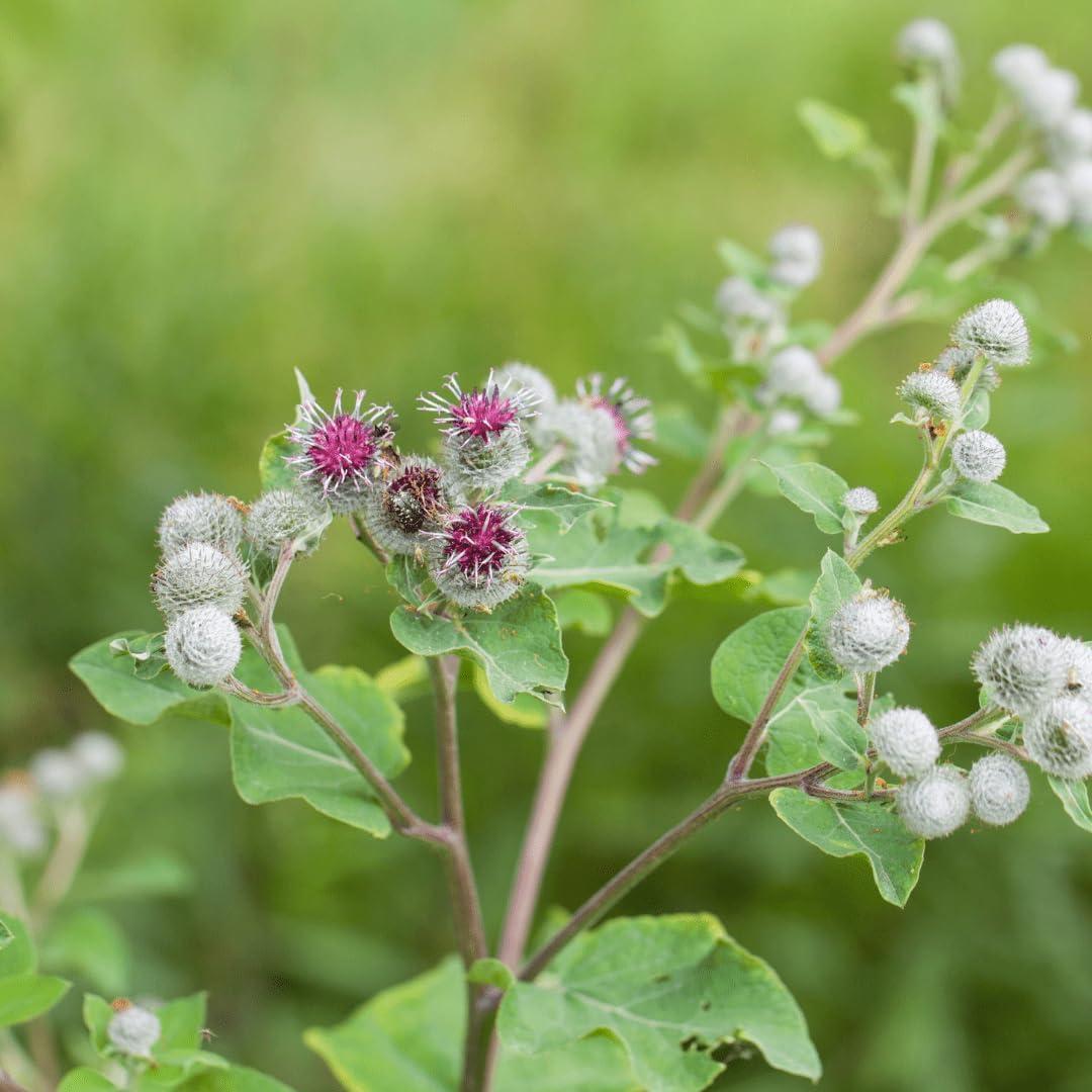 Cápsulas de Raíz de Bardana Fresca Instituto Ecléctico 90 CT