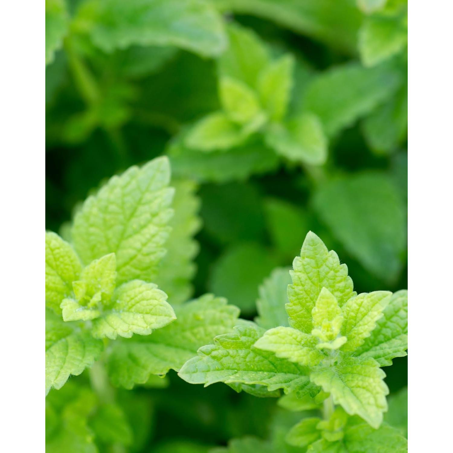 Extracto Líquido de Melisa Orgánica Herb Pharm 118 ml