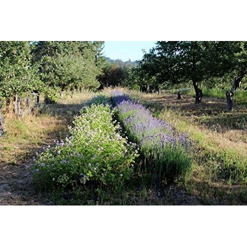 Aceite de Magnesio Spray Tópico Omica Organics 113.4 ml