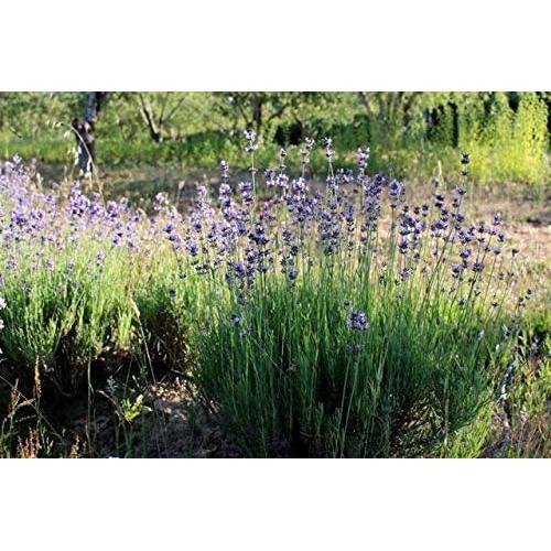 Aceite de Magnesio Spray Tópico Omica Organics 113.4 ml