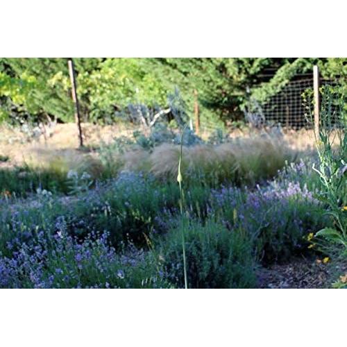 Aceite de Magnesio Spray Tópico Omica Organics 113.4 ml