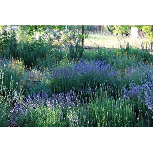 Aceite de Magnesio Spray Tópico Omica Organics 113.4 ml