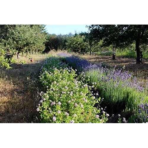 Aceite de Magnesio Spray Tópico Omica Organics 113.4 ml