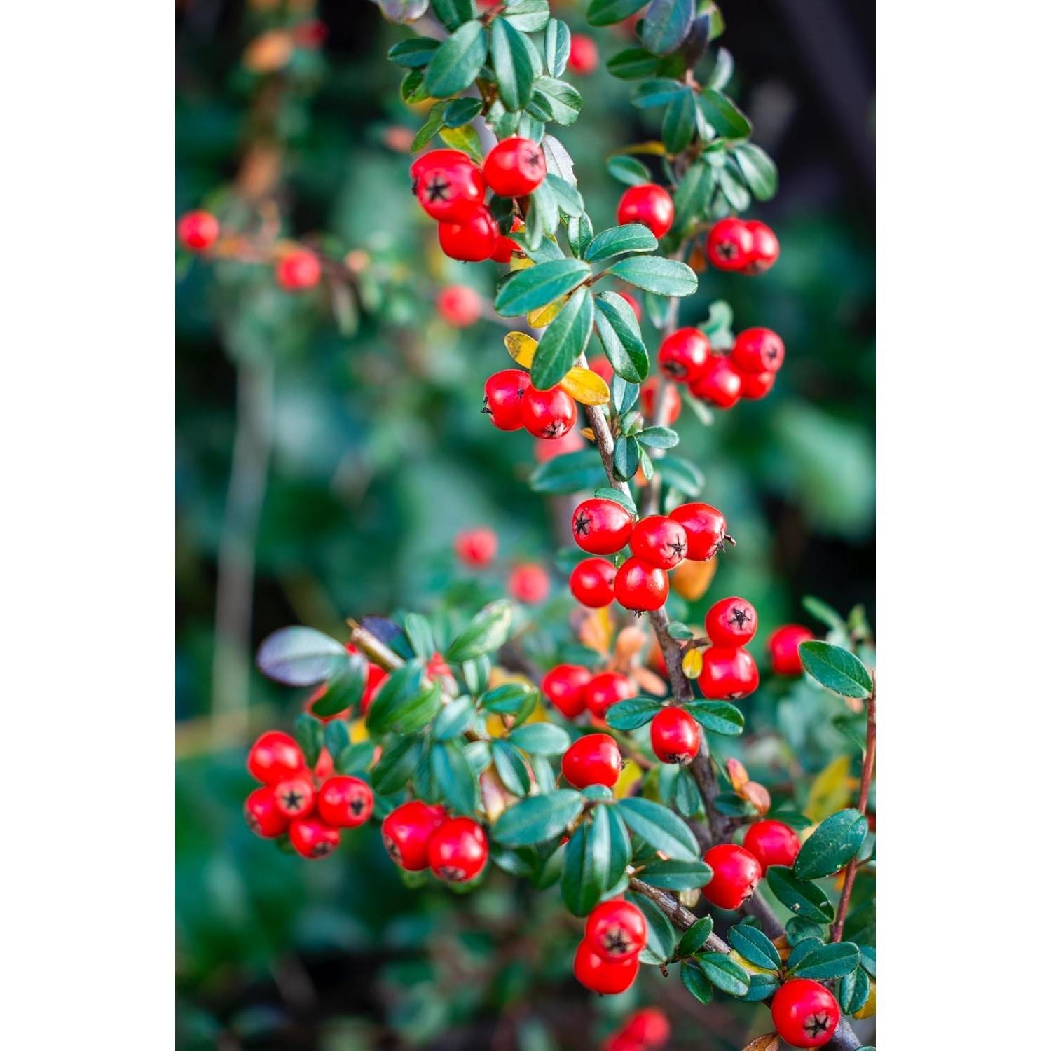 Hojas Secas de Bearberry Kinnikinnick 42g - Arctostaphylos Uva-ursi