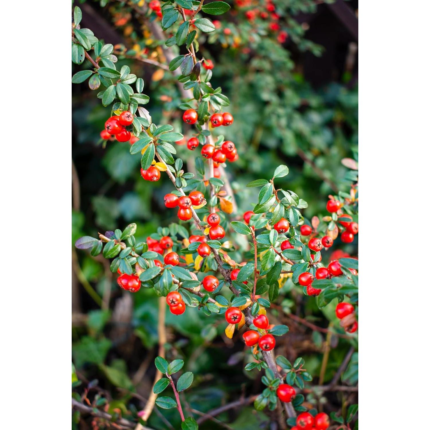 Hojas Secas de Bearberry Kinnikinnick 42g - Arctostaphylos Uva-ursi