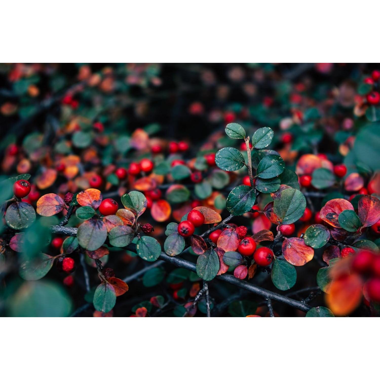 Hojas Secas de Bearberry Kinnikinnick 42g - Arctostaphylos Uva-ursi