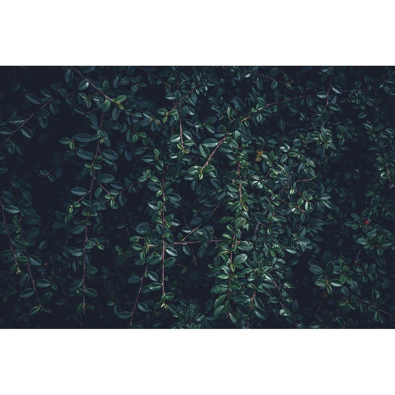 Hojas Secas de Bearberry Kinnikinnick 42g - Arctostaphylos Uva-ursi