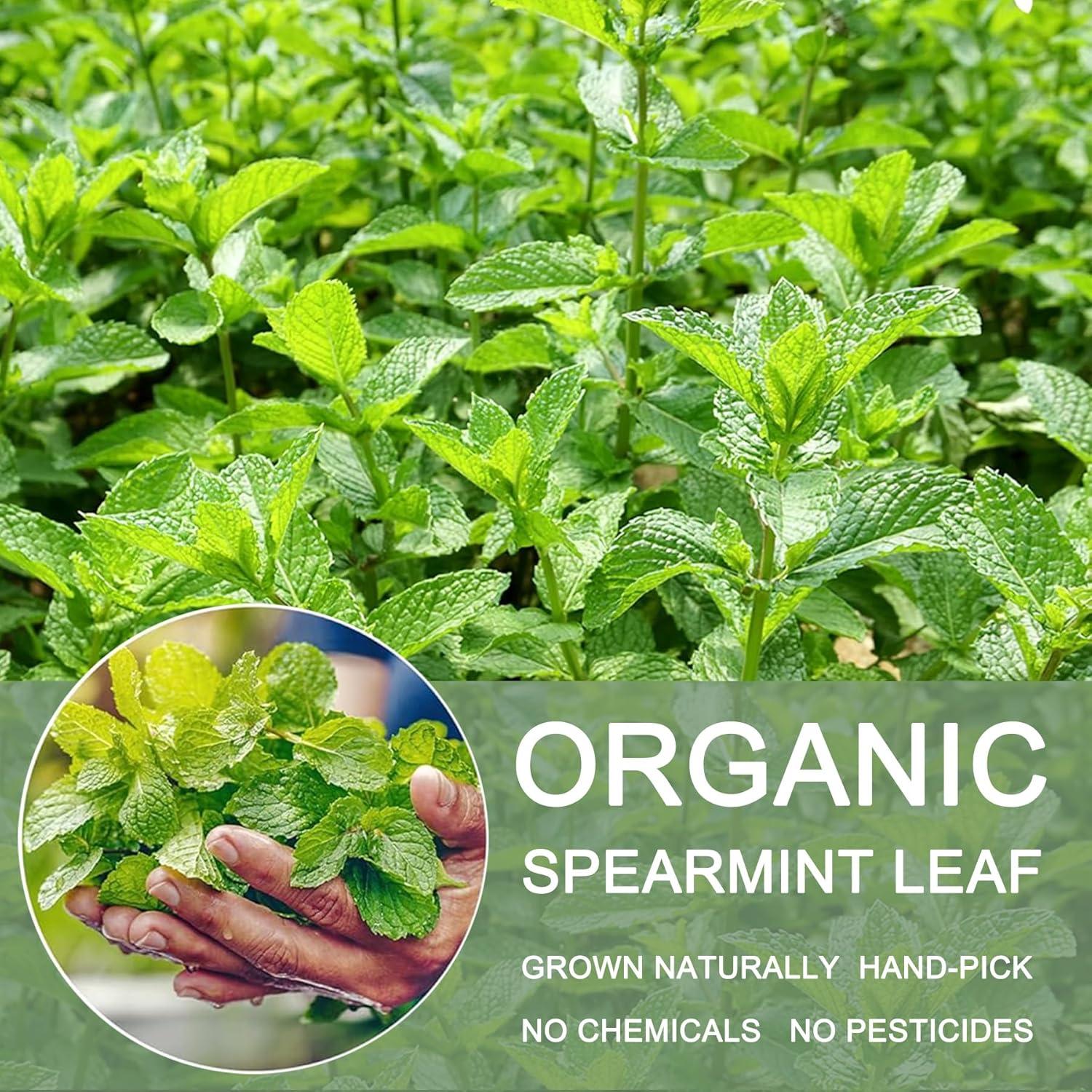 Té de Menta Verde Orgánico T'SMOMENT 30 Bolsitas 100% Natural