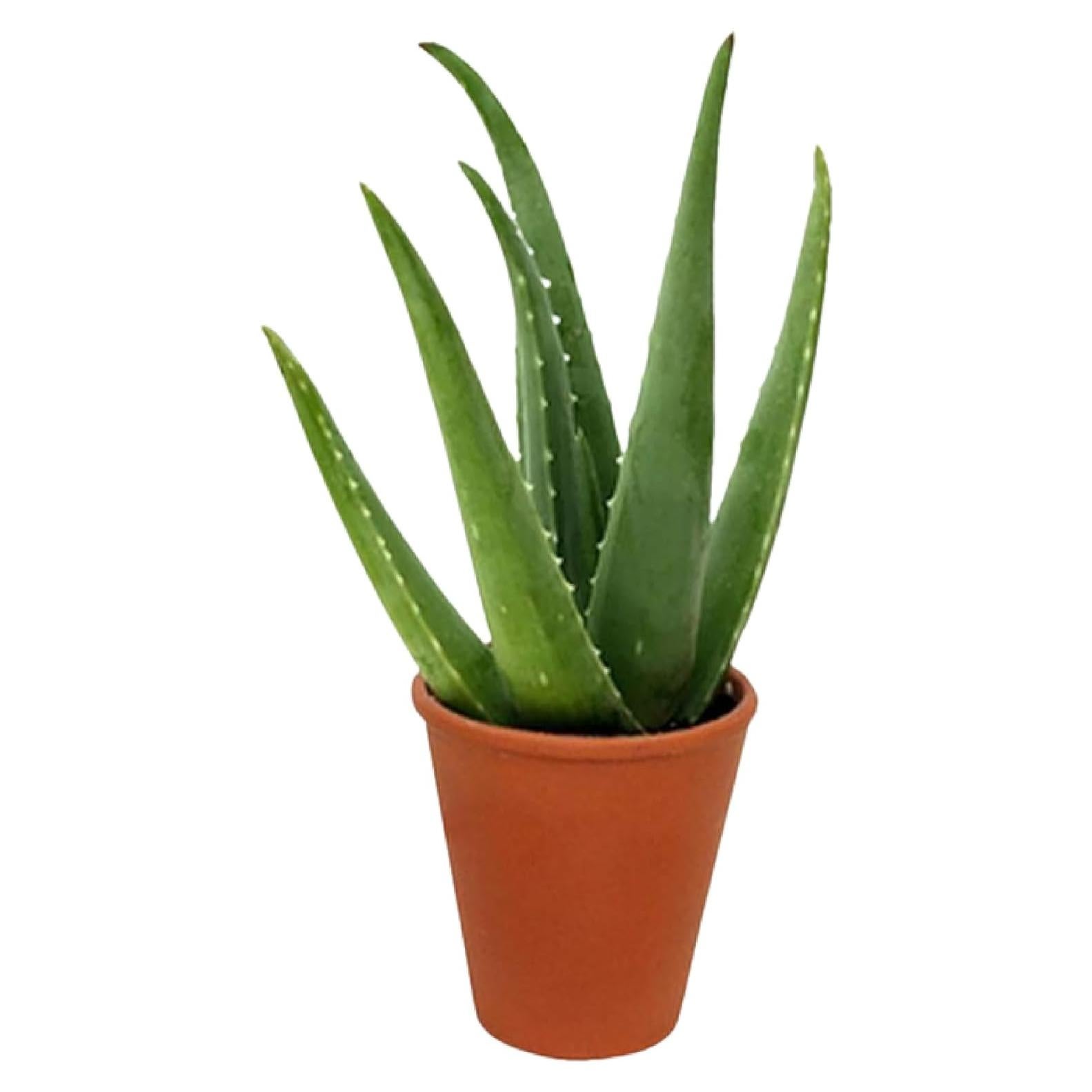 Planta Aloe Vera en Maceta 15 cm - Intercambio de Plantas Americanas