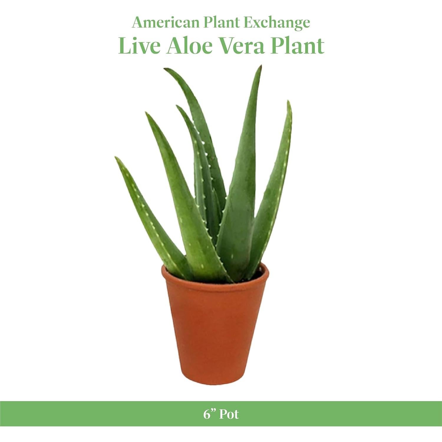 Planta Aloe Vera en Maceta 15 cm - Intercambio de Plantas Americanas