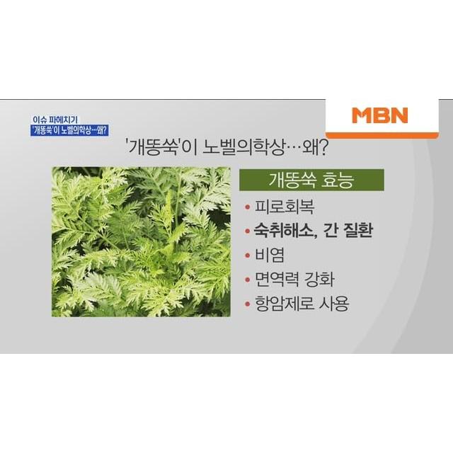 Artemisia Annua (Artemisa Dulce) 60g - Té Medicinal Coreano