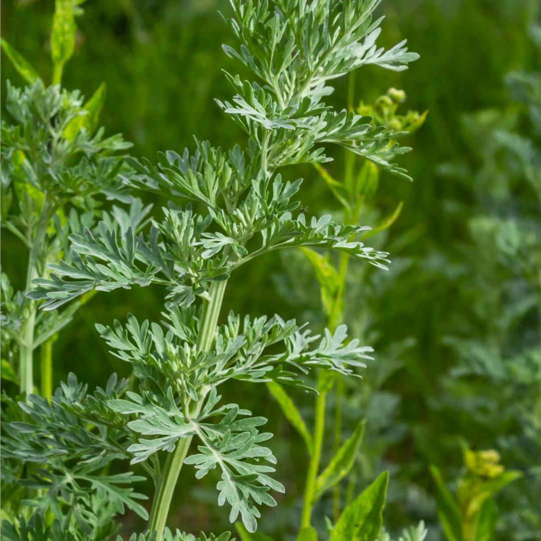 Hierba Para El Cuerpo Artemisia Absinthium 113.4g Cortada