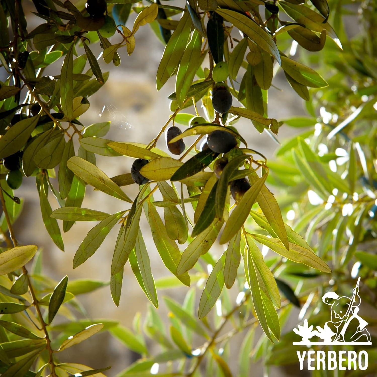 Té de Hojas de Olivo Yerbero 85 g | 100% Natural y Orgánico