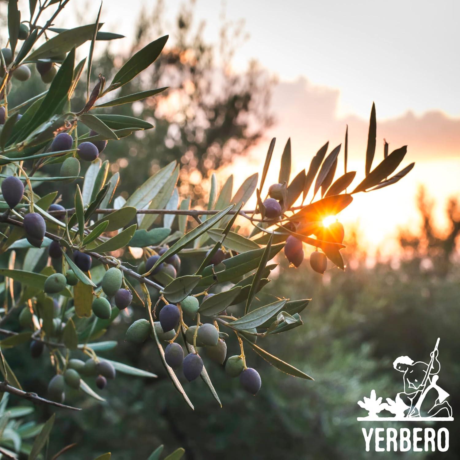 Té de Hojas de Olivo Yerbero 85 g | 100% Natural y Orgánico