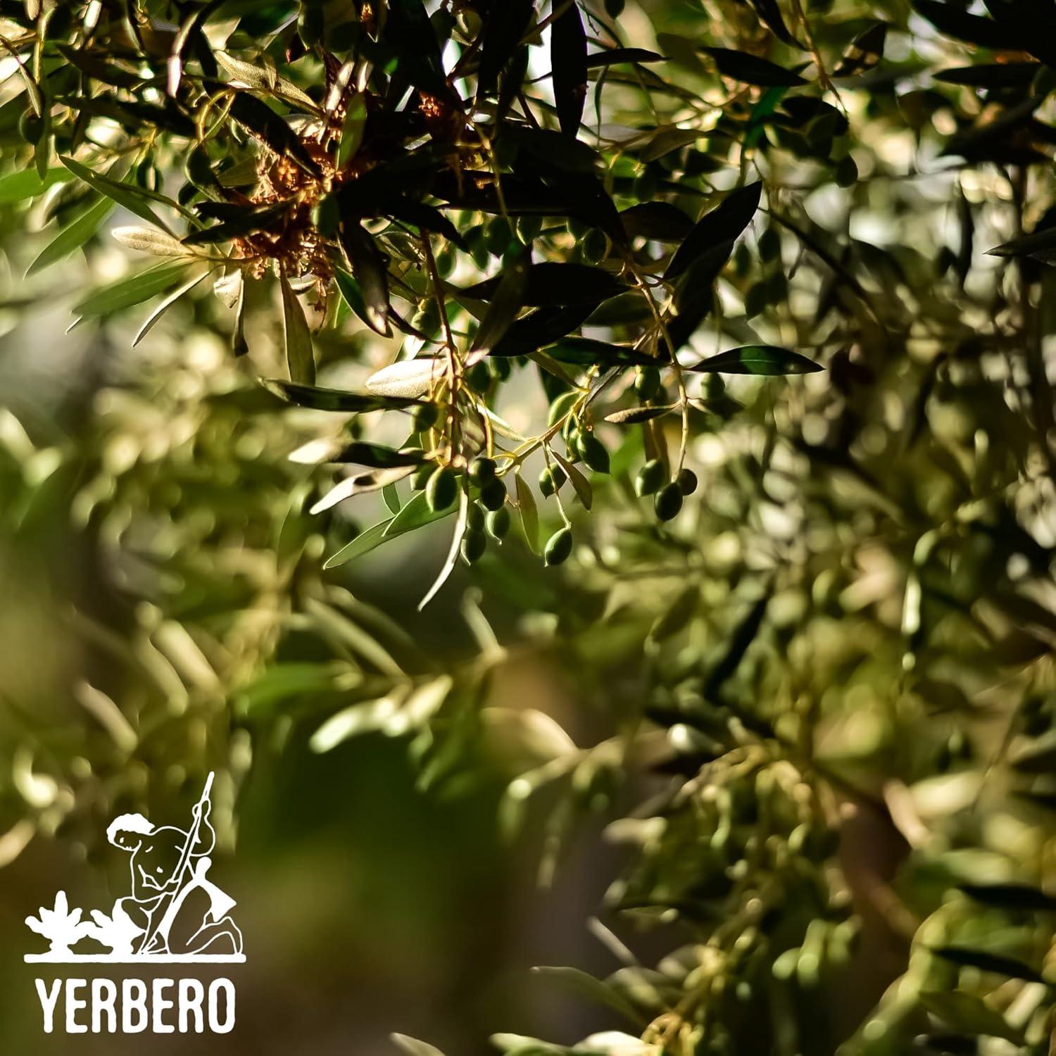 Té de Hojas de Olivo Yerbero 85 g | 100% Natural y Orgánico