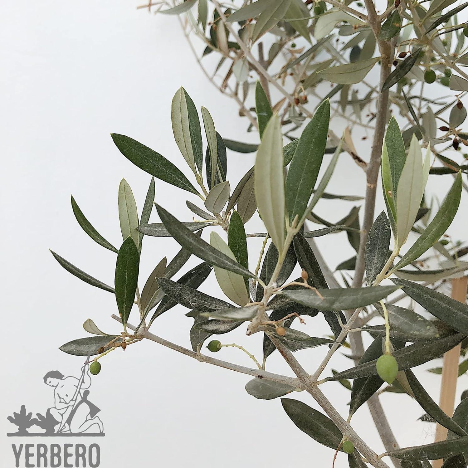 Té de Hojas de Olivo Yerbero 85 g | 100% Natural y Orgánico