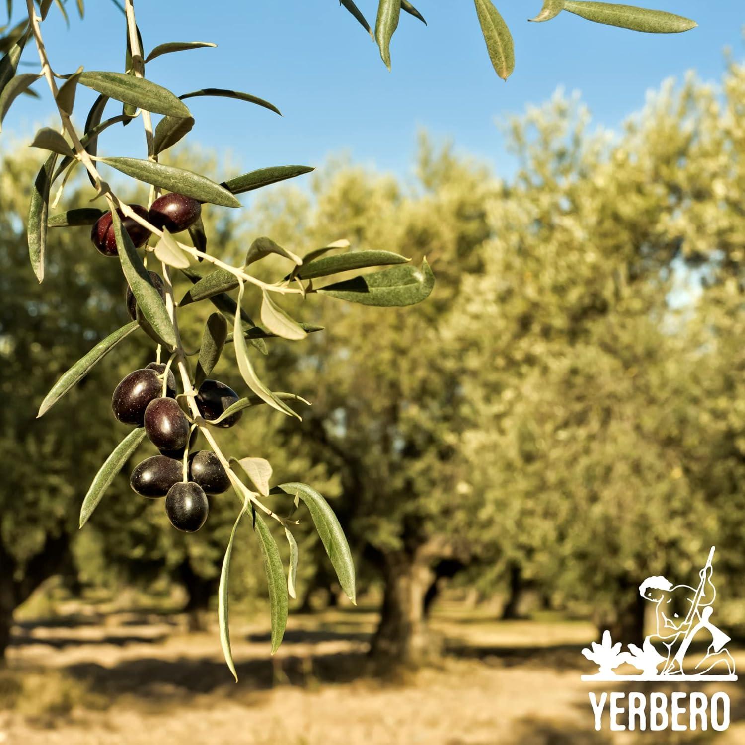 Té de Hojas de Olivo Yerbero 85 g | 100% Natural y Orgánico