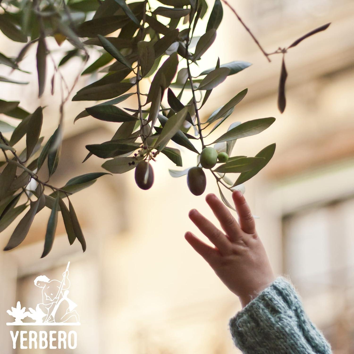 Té de Hojas de Olivo Yerbero 85 g | 100% Natural y Orgánico