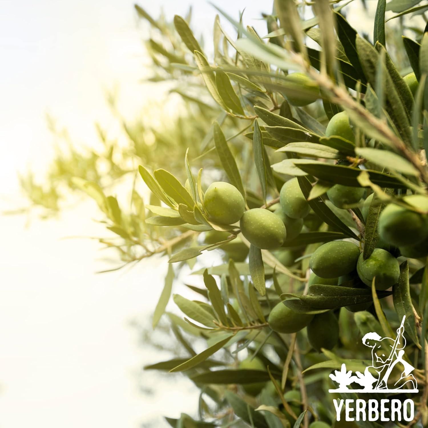 Té de Hojas de Olivo Yerbero 85 g | 100% Natural y Orgánico