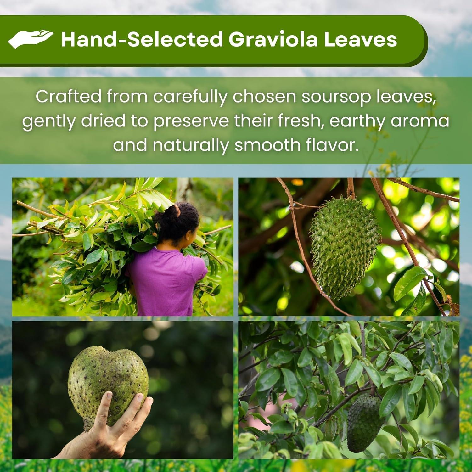 Té de Hojas de Guanábana Hanan - 25 Bolsitas 100% Natural