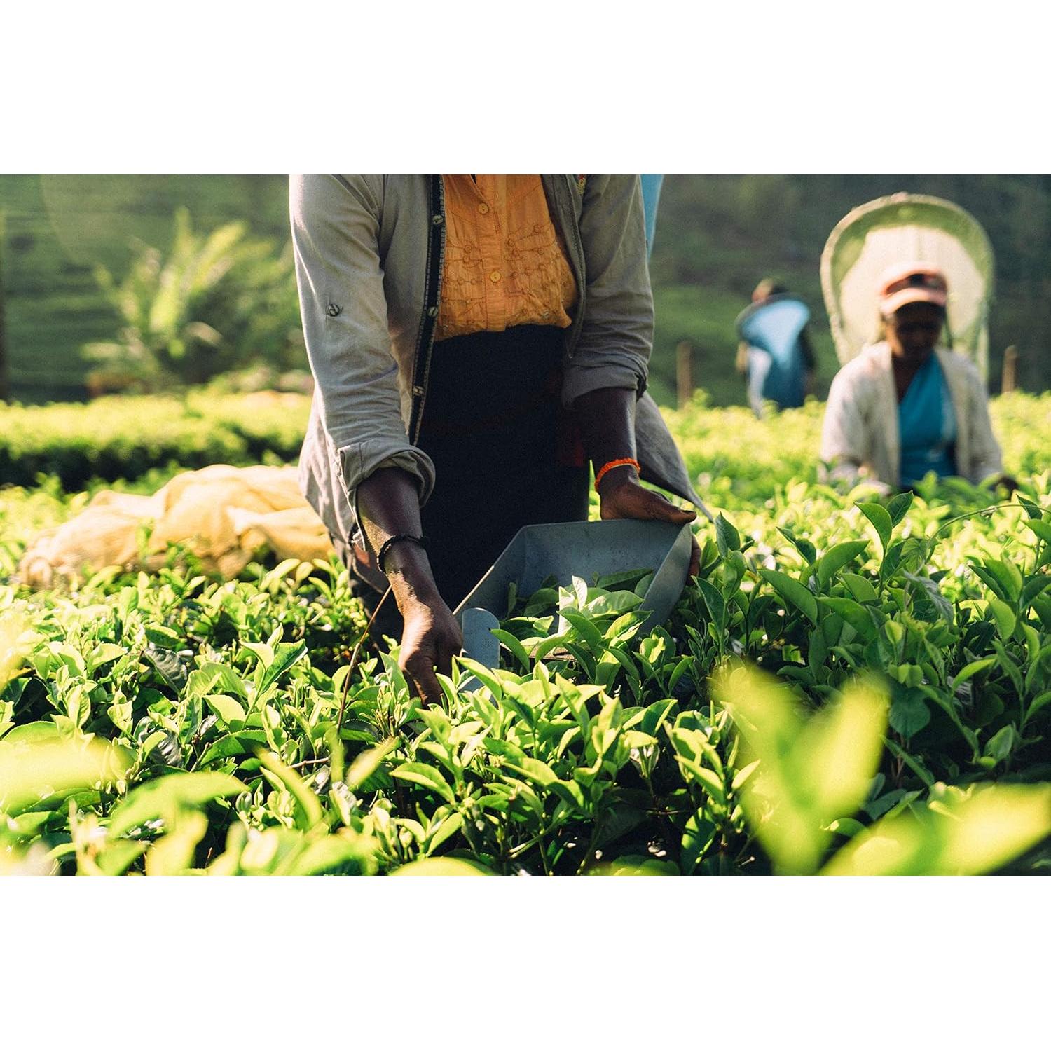 QuikTea Chai Latte Sin Azúcar Cardamomo 160g - Sabor Intenso