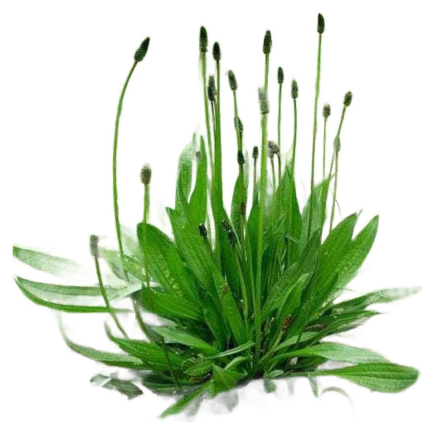 Planta de Plátano de Hoja Estrecha Genérica 3 Unidades