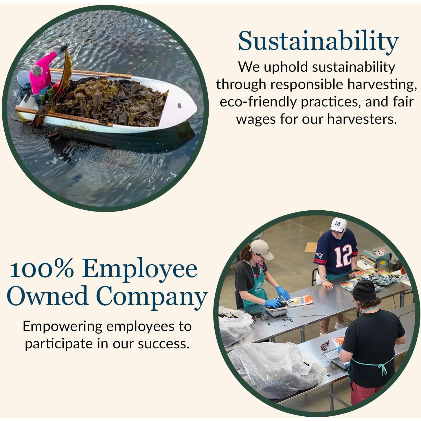 Paquete de Condimentos Marinos Maine Coast - Dulse, Kelp y Mezcla