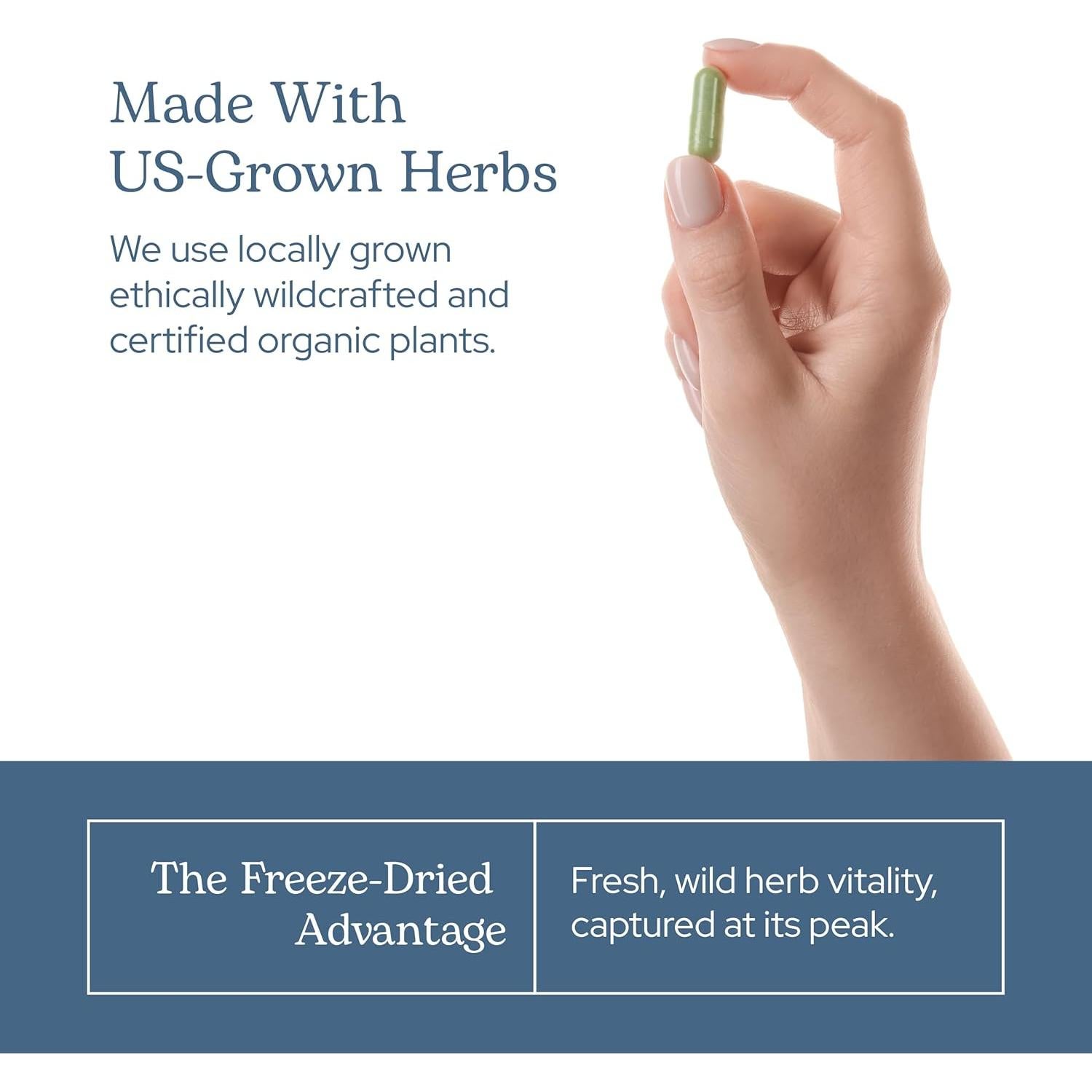 Cápsulas de Bladderwrack Eclectic Herb 90 CT | 600 mg | Vegano