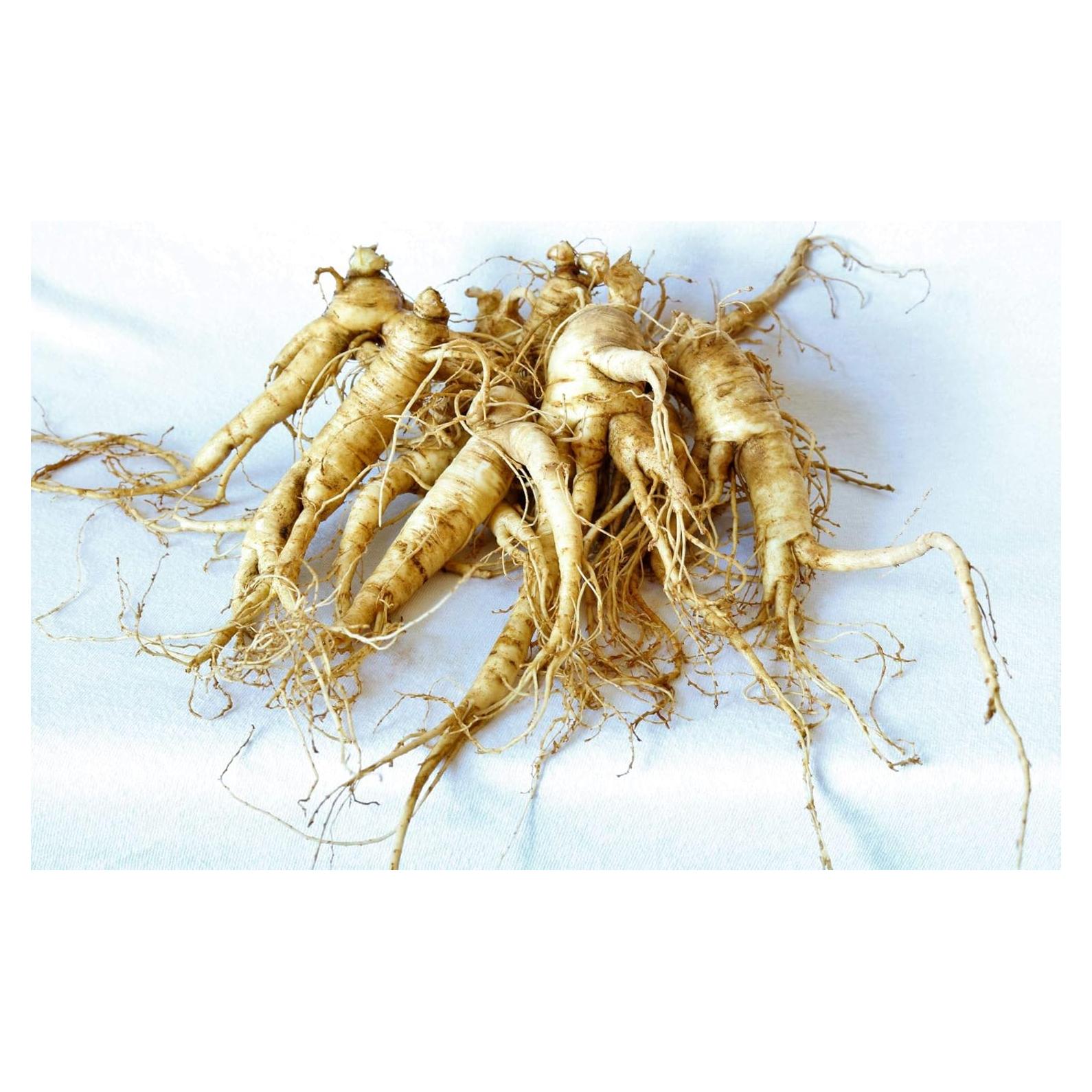 Raíces de Ginseng Americano Premium Dairyland - 25 Unidades