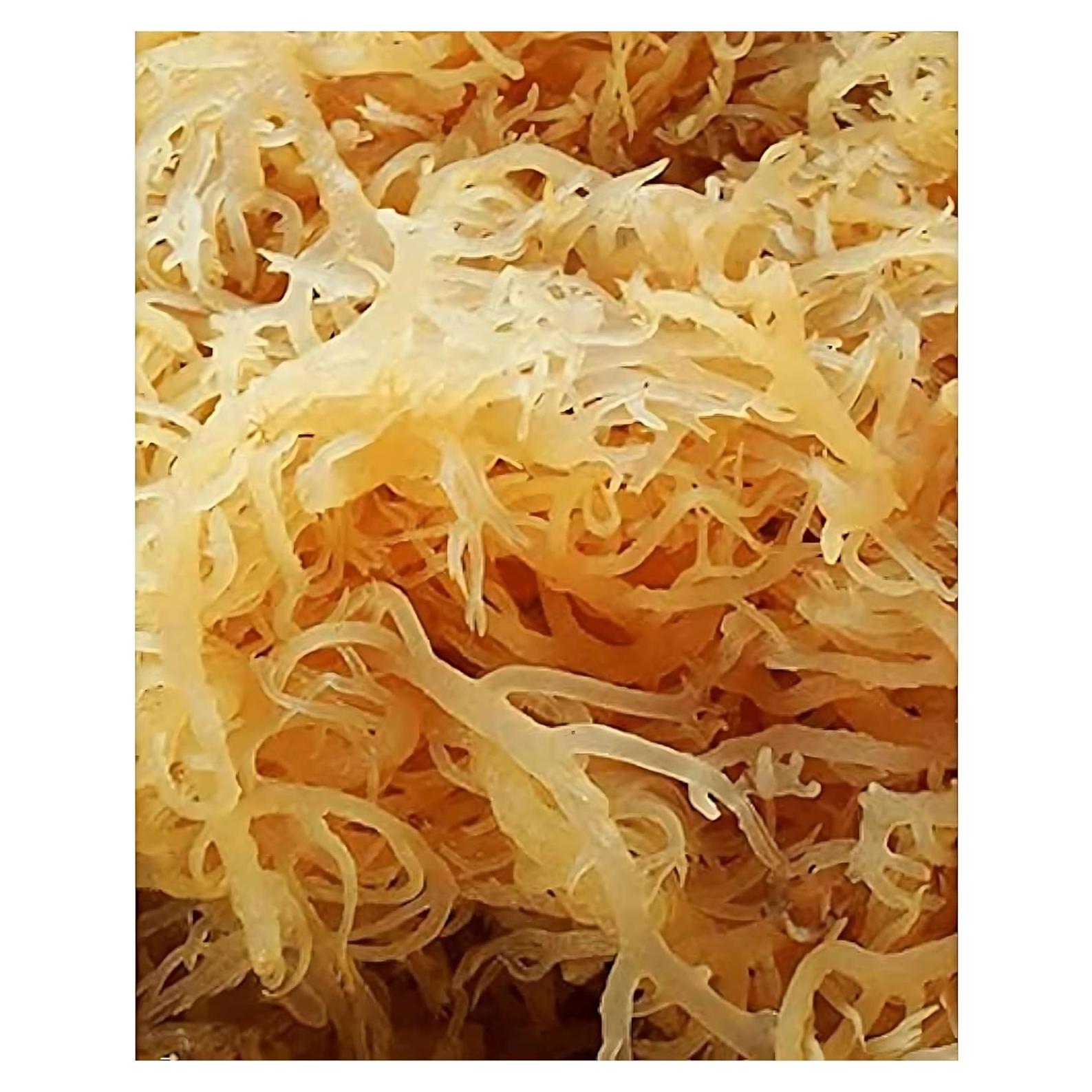 Musgo Marino Irlandés 100% Natural Sweet Sunnah 226.8g