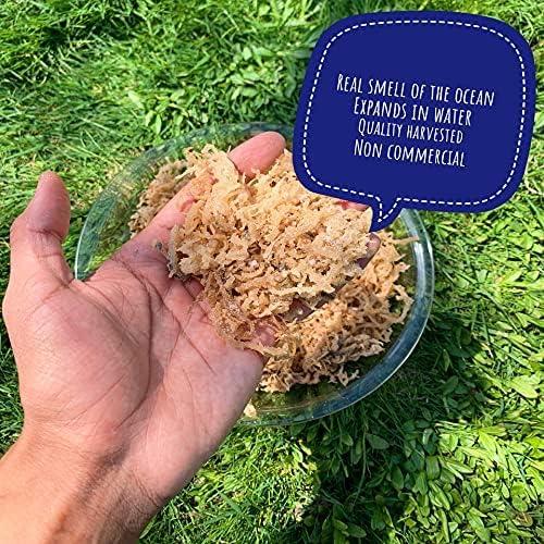 Musgo Marino Irlandés 100% Natural Sweet Sunnah 226.8g