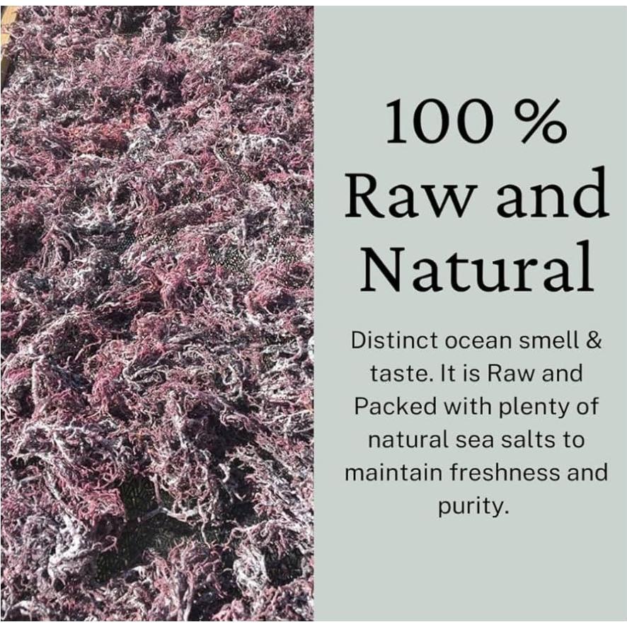 Musgo Marino Irlandés Púrpura Orgánico 4oz - 100% Natural