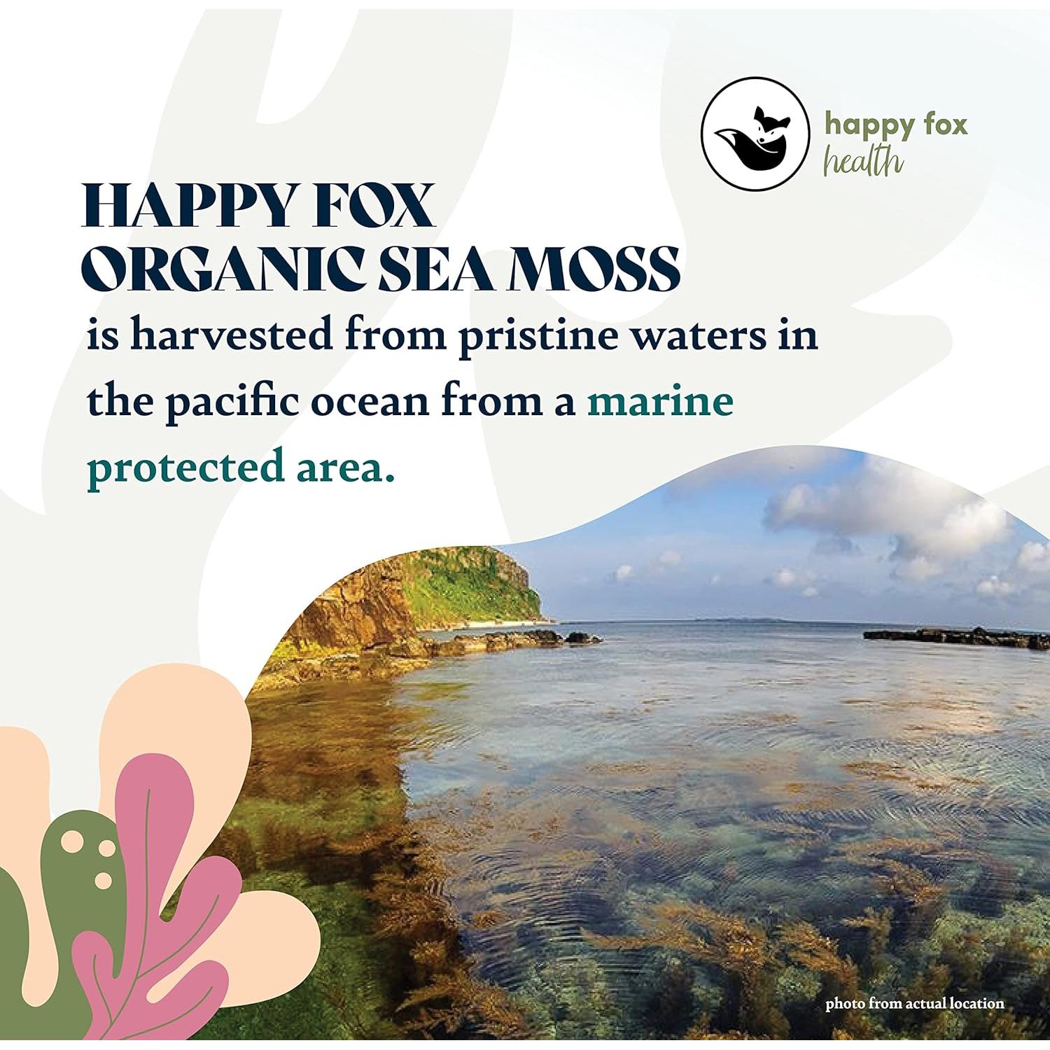 Musgo Marino Orgánico Crudo Happy Fox 100g - Superalimento