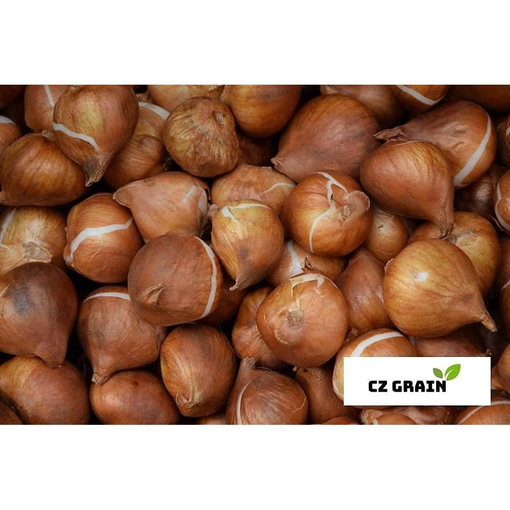 Bulbos de Fritillaria Imperialis Rubra Maxima CZ Grain - 1 Bulbo