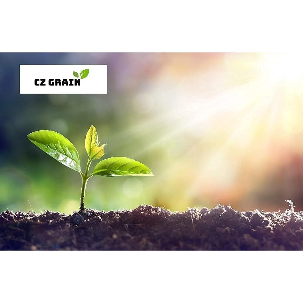 Bulbos de Fritillaria Imperialis Rubra Maxima CZ Grain - 1 Bulbo