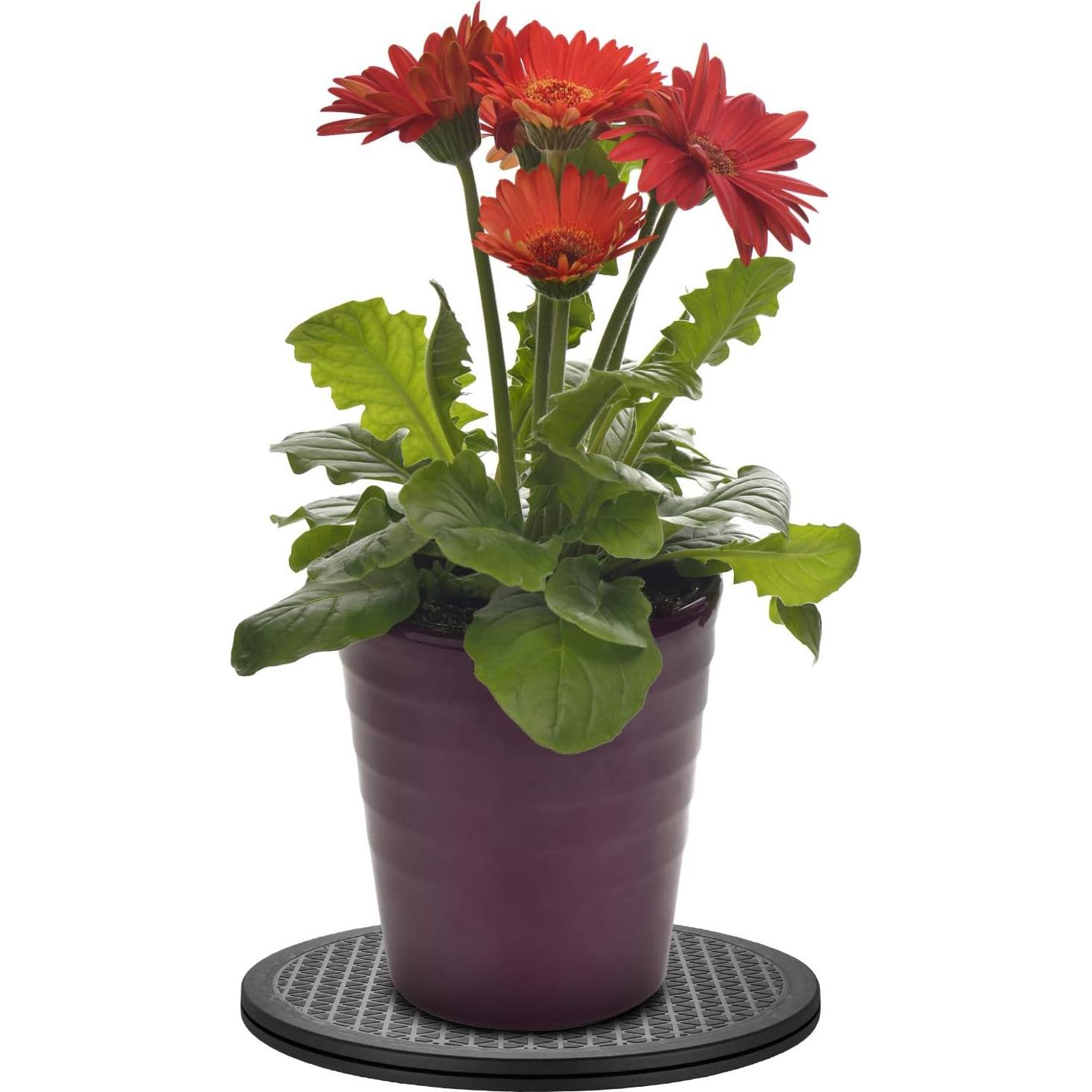 Soporte Giratorio Antideslizante Plainmarsh 30.48 cm - 2 Pack