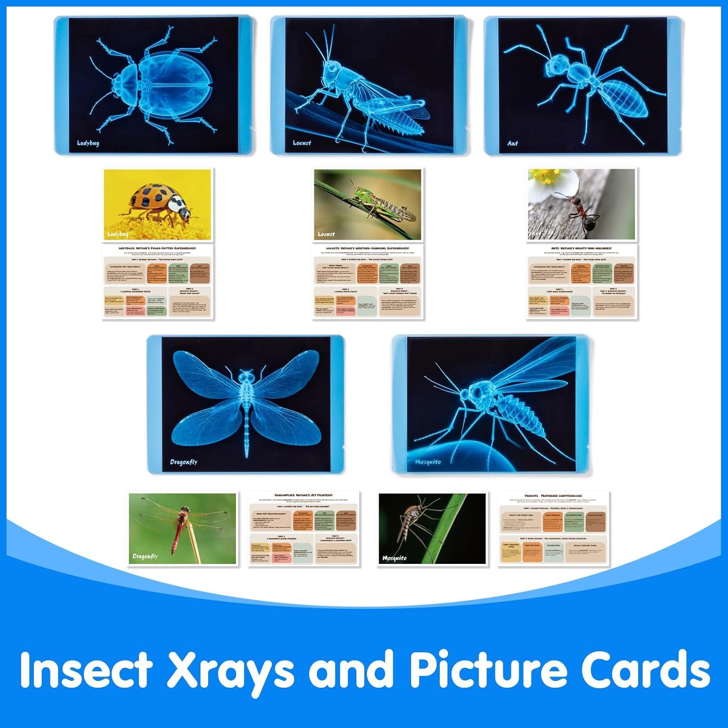 Kit de Ciencia Insectos Odoorgames - Rayos X Educativos STEM