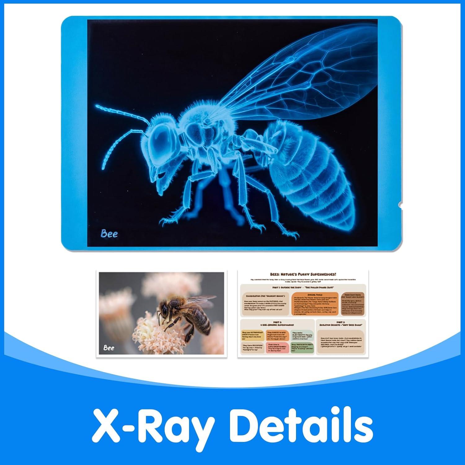 Kit de Ciencia Insectos Odoorgames - Rayos X Educativos STEM