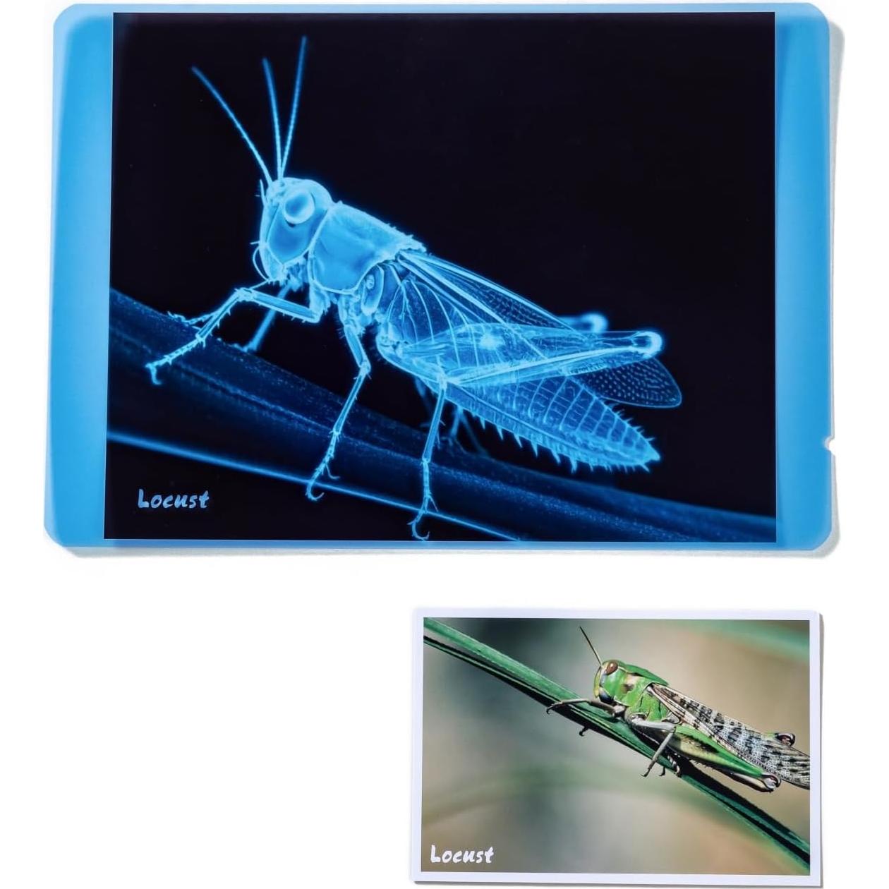 Kit de Ciencia Insectos Odoorgames - Rayos X Educativos STEM