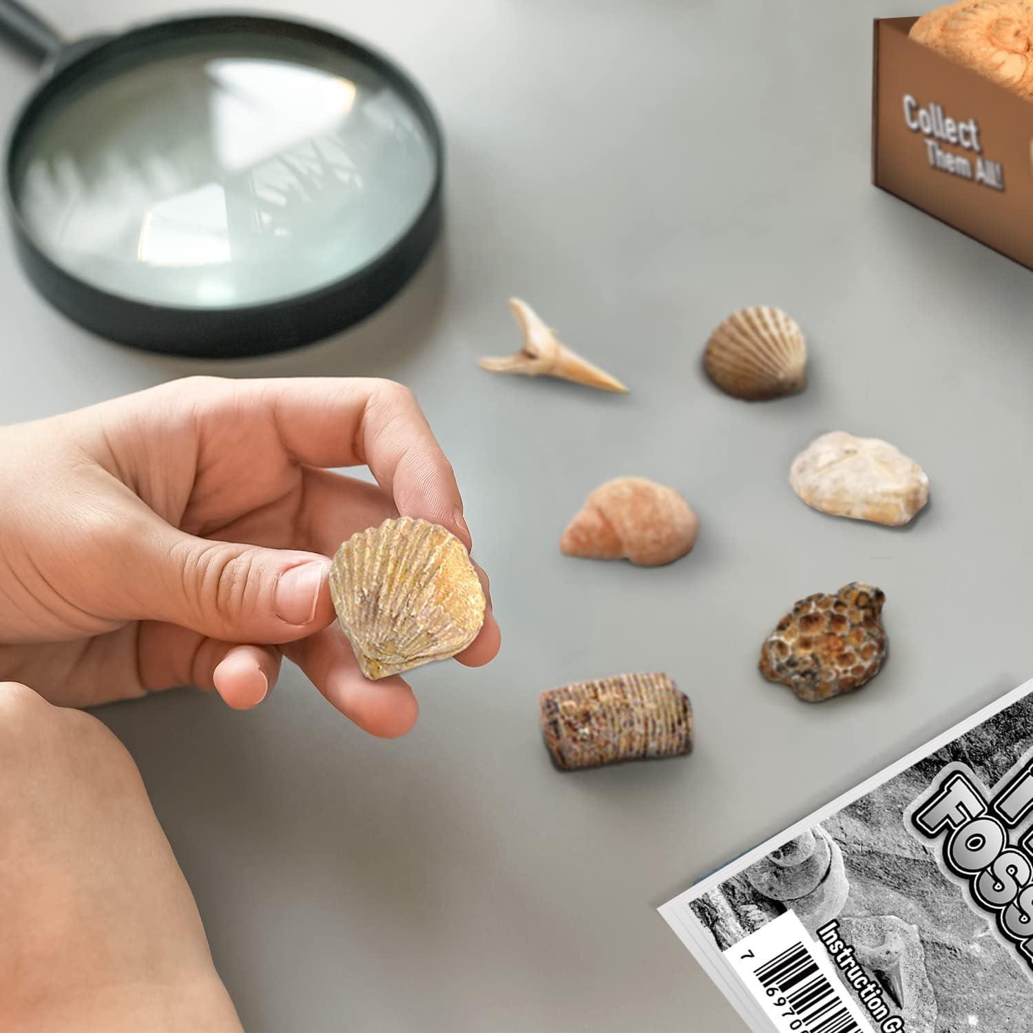 Kit de Excavación de Fósiles Byncceh - Juguete Educativo STEM