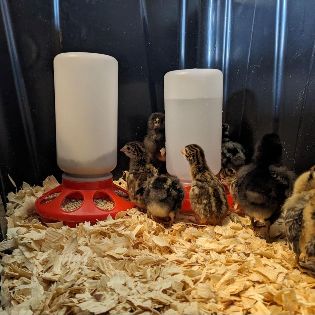 Comedero para Pollitos Little Family Members 1 Litro